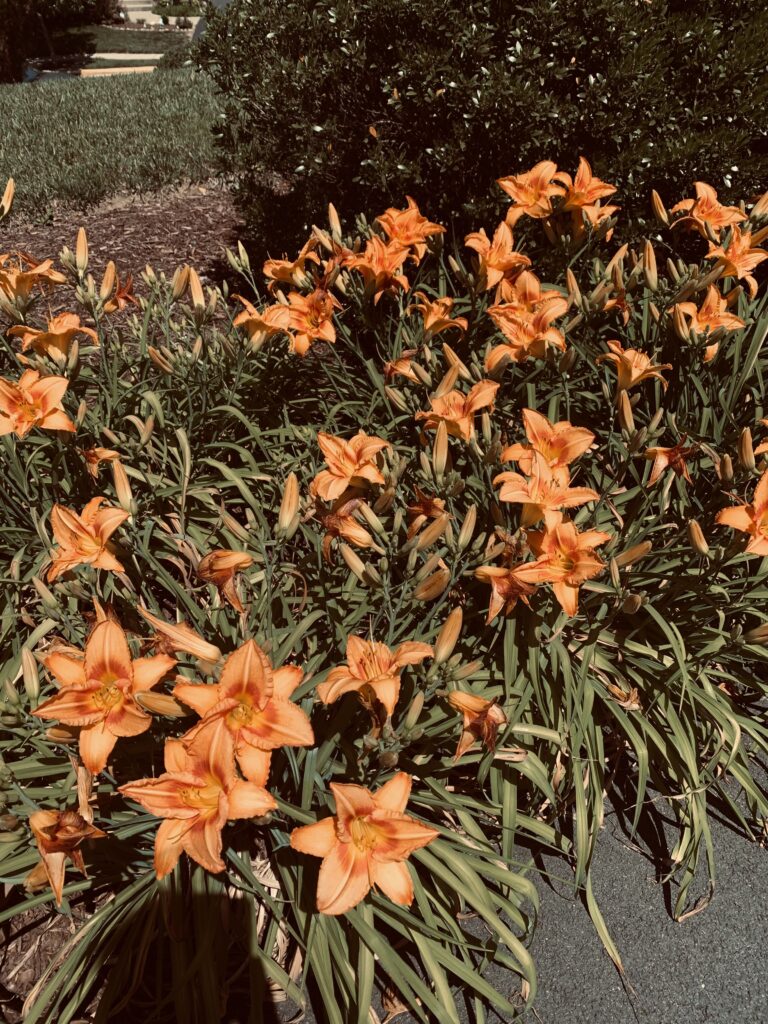 Beautiful orange flowers in bloom reminding us to notice everyday beauty and romanticize your life.