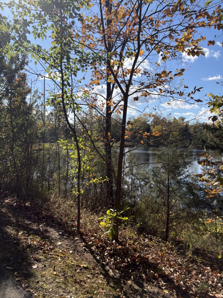 Sunny summer nature path for getting outside and taking a refreshing break
